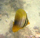 Tang sailfin juvenile - Zebrasoma desjardinii-veliferum K224 Smith243.19