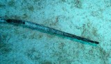 Pipefish stick - Trachyrhamphus bicoarctatus K52