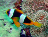 Nemo Madagascar - Amphiprion latifasciatus