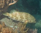 Grouper honeycomb - Epinephelus merra K69