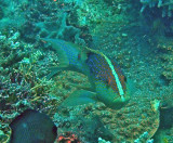 Grouper lunar female - Variola louti K67