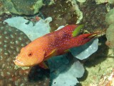 Grouper lunar male - Variola louti K67