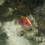 Grouper lunar juvenile K67