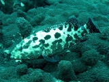 Grouper snout-spot - Epinephelus polyphekadion K70