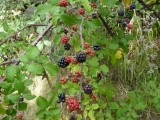 Queralbs