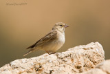Pale Rockfinch