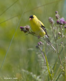 American Gold Finch.jpg