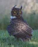 Great Horned Owl Juvenile