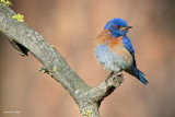 Western Blue Bird