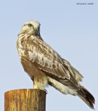 Rough Legged Hawk