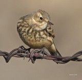 American Pipit, Lincoln Co