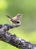 House Wren my back yard