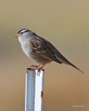 White Crowned Sparrow Lincoln Co