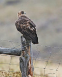 Golden Eagle Western Montana