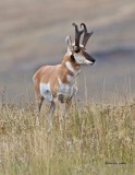 Antelope Western Montana