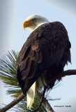 Eagle Lake Coeur d Alene