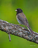 Dark Eyed Junco