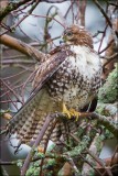 Skagit Valley Red Tail Hawk