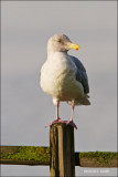 Sea Gull Samish Flats