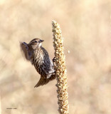 Female Red Winged Blackbird, West Spokane