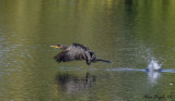 cormoran  aigrettes