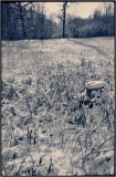 Zeiss Ikon Nettar 6x9