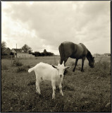 Hasselblad  Distagon 50/4
