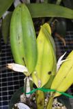 CyMV in Cattleya percivaliana