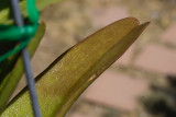 Another leaf of Aerides IMG09983.jpg