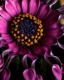 African Daisy Up Close