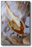 Pods of Fall : Milkweed Pod : Cherry Valley, IL : Swanson Park