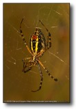 A Spider in the Web : Cherry Valley, IL : Swanson Park