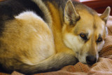 20081128_IMG_1059SSmall.jpg
