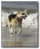 Dog Beach : Run Trixie Run