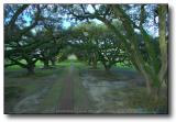 New Orleans : Oak Alley Plantation