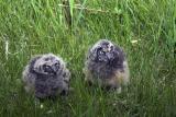 owls icc tagged.jpg