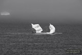 03693_nfld_mono.jpg