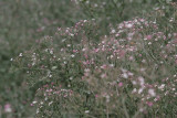 manip_IMG_8171.JPG