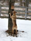Look!  A Tan-Bellied Suet Eater