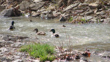 Two Guys and a Girl (mallards)