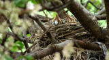 Baby Robins Waiting For Mothers Return