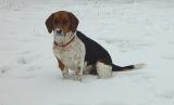 Wheres My Sled?