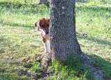 A Game of Hide-N-Seek