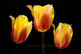 Flame Tulips #2