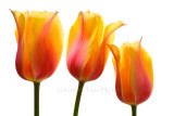 Flame Tulips #1