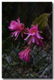 Cactus Flowers