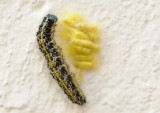 Death of a Cabbage white caterpillar - 2