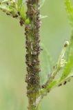 1771-Tansy Aphids.jpg