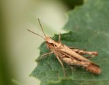 2722-Grasshopper-1.jpg