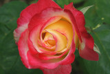IMG_6366 roses.jpg